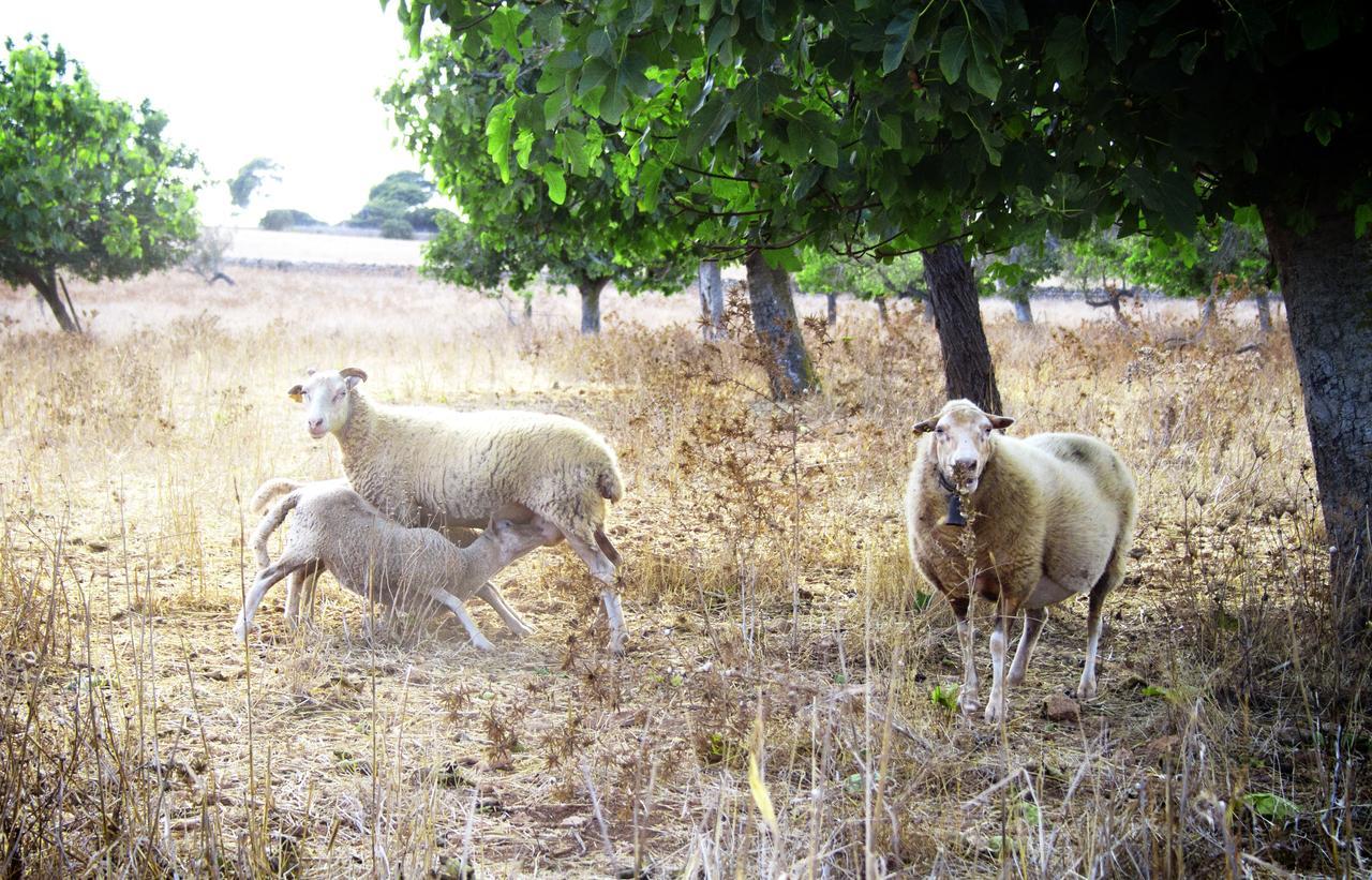Agroturismo Can Pere Rei ซอนเซียรา เด มารีนา ภายนอก รูปภาพ